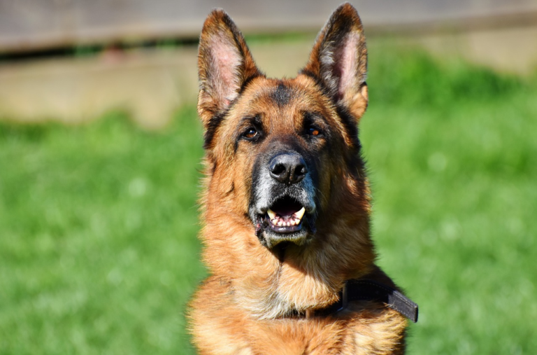 The 10 Best Dog Breeds for Home Security